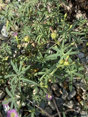 Ipomoea costellata