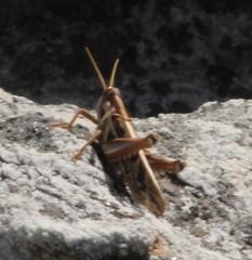 Cyrtacanthacris tatarica