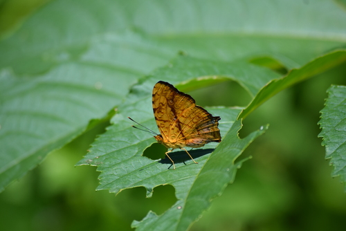 Common Jester