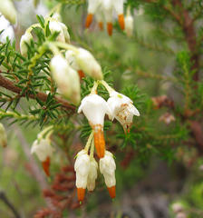 Erica intermedia