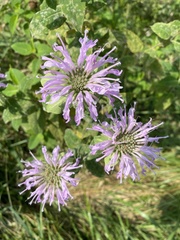 Monarda fistulosa