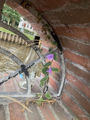 Campanula rapunculoides