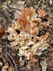 Ramaria botrytis