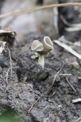 Helvella ephippium