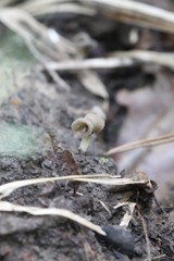 Helvella ephippium