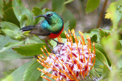 Leucospermum glabrum