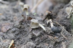 Helvella ephippium