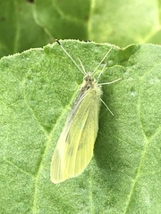 Pieris rapae