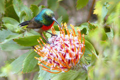 Leucospermum glabrum