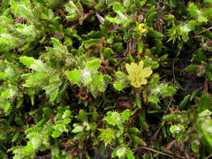 Cullumia aculeata sublanata