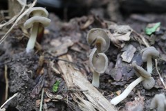 Helvella ephippium