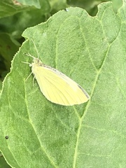 Pieris rapae