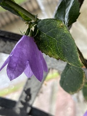 Campanula rapunculoides