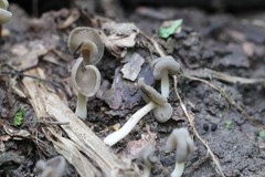Helvella ephippium