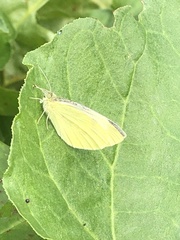 Pieris rapae