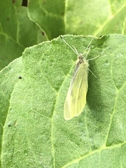 Pieris rapae
