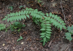 Sorbaria sorbifolia
