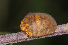 Steganocerus