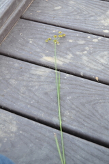 Juncus acuminatus