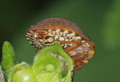 Steganocerus