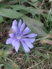Cichorium intybus