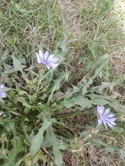 Cichorium intybus