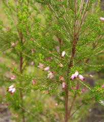 Erica nutans