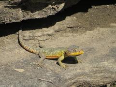 Pseudocordylus subviridis