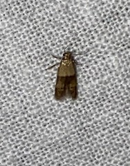 Blastobasis pulchella