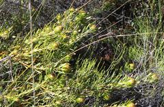 Leucadendron glaberrimum glaberrimum