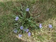 Cichorium intybus
