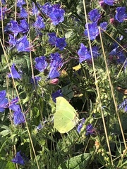 Gonepteryx rhamni