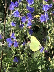 Gonepteryx rhamni
