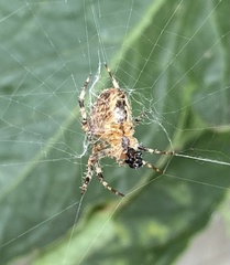 Araneus diadematus