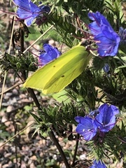 Gonepteryx rhamni