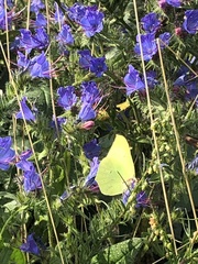 Gonepteryx rhamni