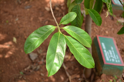 Elaeocarpus ganitrus