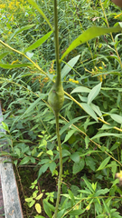 photo of Gnorimoschema spindle gall on Solidago gigantea stem