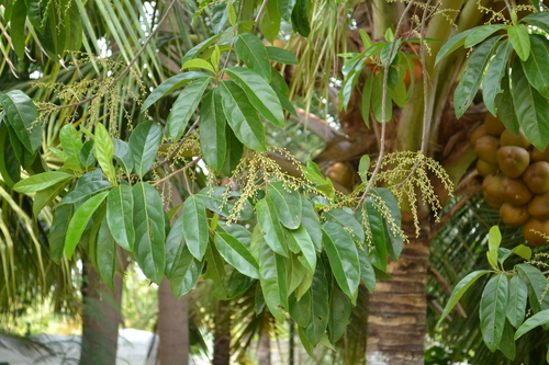 Elaeocarpus ganitrus
