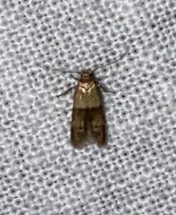 Blastobasis pulchella