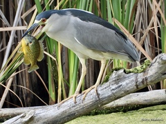 Black-Crowned Night Heron photo 2