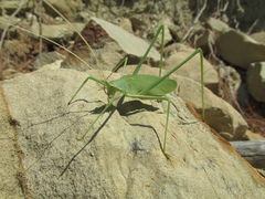 Acrometopa macropoda
