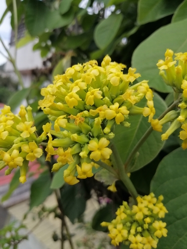 Image of Kalanchoe densiflora by (c) Alejandro Alfredo Aguirre, some rights reserved (CC BY)
