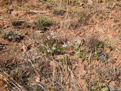 Pentanisia angustifolia