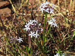 Pentanisia angustifolia