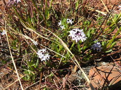 Pentanisia angustifolia