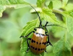 Meristata spilota