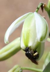 Albuca canadensis