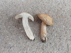Inocybe appendiculata