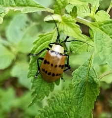 Meristata spilota